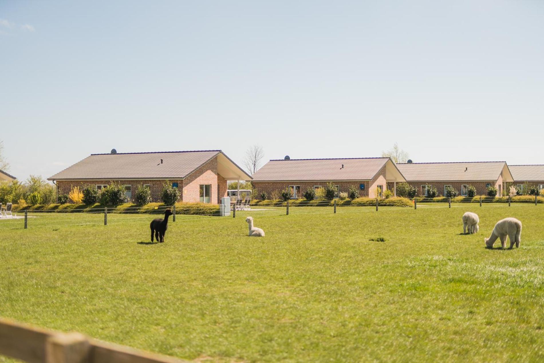 Buedlfarm - Der Familien-Erlebnishof In Strandnaehe Fehmarn Dış mekan fotoğraf